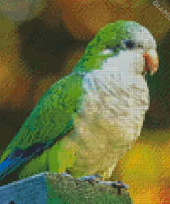 Quaker Parrot Bird Diamond Paintings