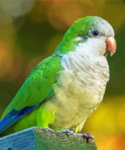 Quaker Parrot Bird Diamond Paintings