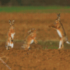 Rabbits Dancing Diamond Paintings