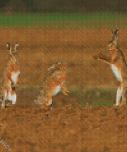 Rabbits Dancing Diamond Paintings