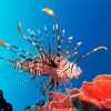 Red Lionfish Diamond Paintings