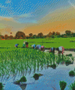 Rice Field Asia Diamond Paintings