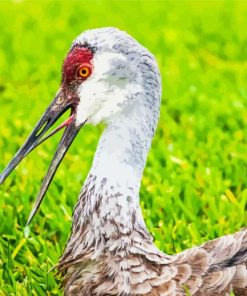 Sandhill Crane Diamond By Paintings