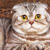 Cute Fold Ear Cat Diamond Painting