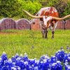 Longhorn In Bluebonnets Diamond Paintings