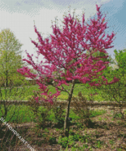 Aesthetic Redbuds Diamond Paintings