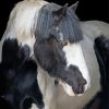 Cob Horses Diamond Paintings