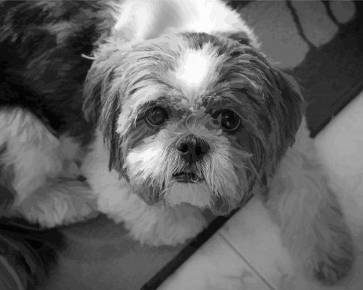 Monochrome Shih Tzu Puppy Diamond Paintings