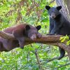 Black Bears Diamond Paintings