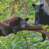 Black Bears Diamond Paintings