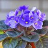 Blue African Violets Diamond Paintings