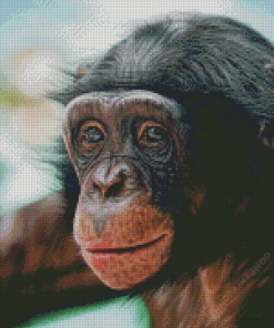 Bonobo Monkey Diamond Paintings