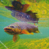 Brown Trout Diamond Paintings