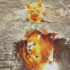 Cat Water Reflection Diamond By Paintings