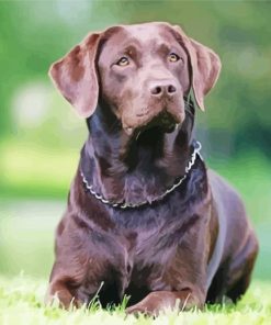 Chocolate Labrador Diamond By Paintings