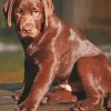 Chocolate Labrador Puppy Diamond By Paintings