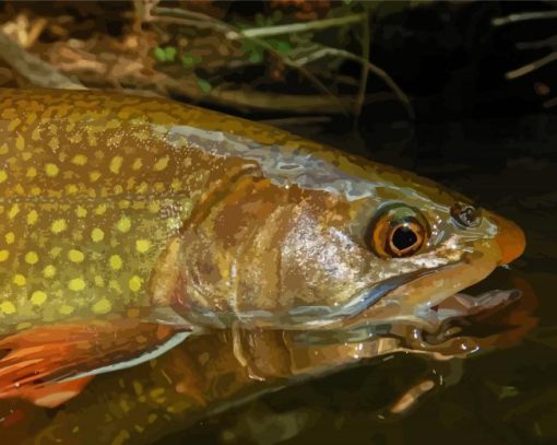 Close Up Brown Trout Diamond Paintings