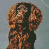 Boykin Spaniel Puppy Diamond Paintings