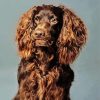 Boykin Spaniel Puppy Diamond Paintings