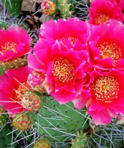 Cactus With Pink Roses Diamond Paintings