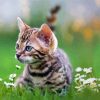 Cute Kitten Tiger Diamond Paintings