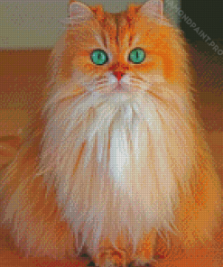 Cute Semi Longhair Diamond Paintings