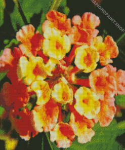 Orangle Lantanas Flowers Diamond Paintings