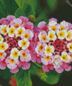 Pink Lantanas Flowers Diamond Paintings