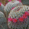 Flowers Cactus Diamond Paintings