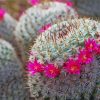 Flowers Cactus Diamond Paintings