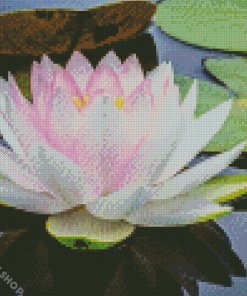 White Lotus Blossom Diamond Paintings