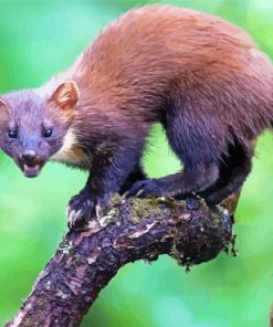 Wild Marten Diamond Paintings