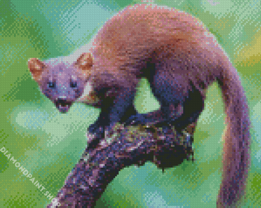 Wild Marten Diamond Paintings