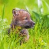 Adorable Wolf Cub Diamond Paintings