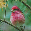 Adorable Purple Finch Diamond Paintings