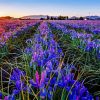 Iris Flower Field Diamond Paintings