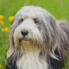 Bearded Collie Dog Diamond Paintings