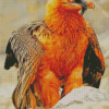 Bearded Vulture Bird Diamond Paintings