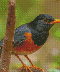 Izu Thrush Bird Diamond Paintings