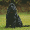 Black Cocker Spaniel Dog Diamond Paintings