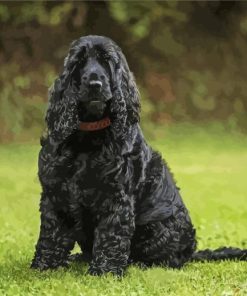 Black Cocker Spaniel Dog Diamond Paintings