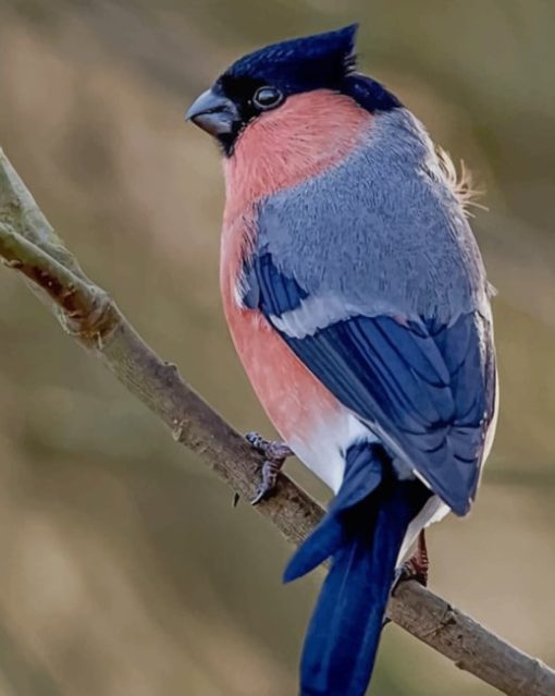 Blue And Pink Swallow Diamond Paintings