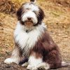 Bearded Collie Puppy Diamond Paintings