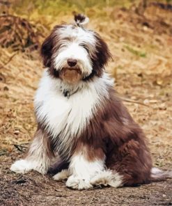 Bearded Collie Puppy Diamond Paintings