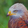 Close Up Red Kite Diamond Paintings