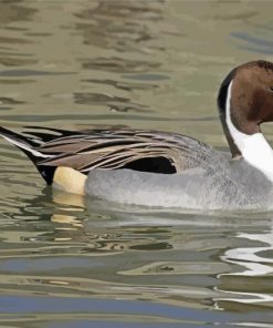 Cute Northen Pintail Diamond Paintings