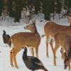 Deer And Turkeys In Snow Diamond Paintings