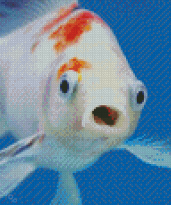 Fish Face Art Diamond Paintings