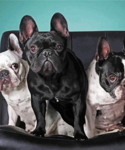 French Terriers Diamond Paintings