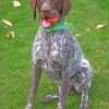 German Shorthaired Pointer Diamond Paintings